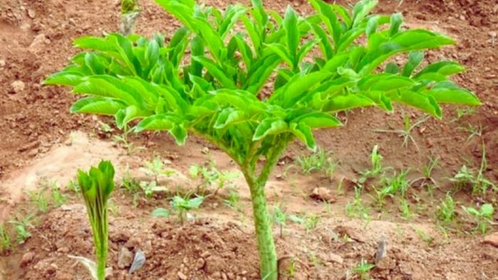 cultivation of yam