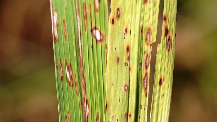 Brown spot disease