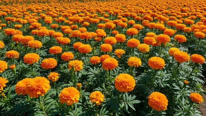 Marigold Flower Farming (Photo/Meta AI)