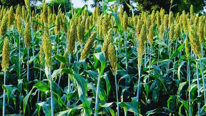 ज्वार की खेती