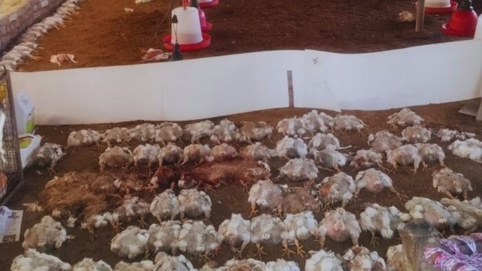 बर्ड फ्लू का अलर्ट