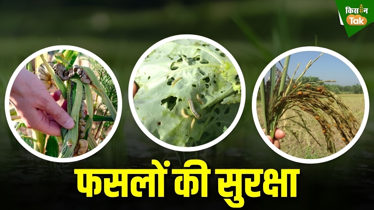 damage crops