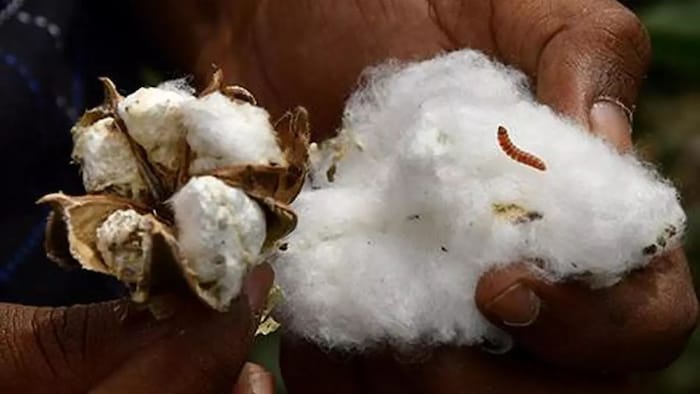 कपास पर गुलाबी सुंडी का प्रकोप