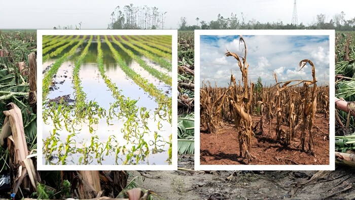 खरीफ फसलों का मुआवजा