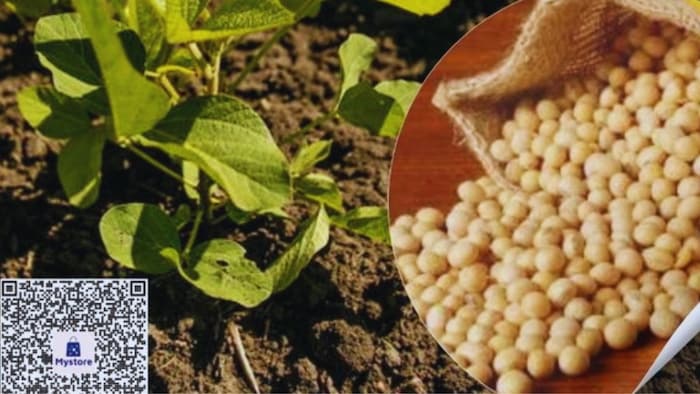 सोयाबीन की खेती