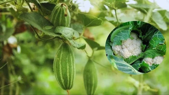 परवल–फूलगोभी की बुआई