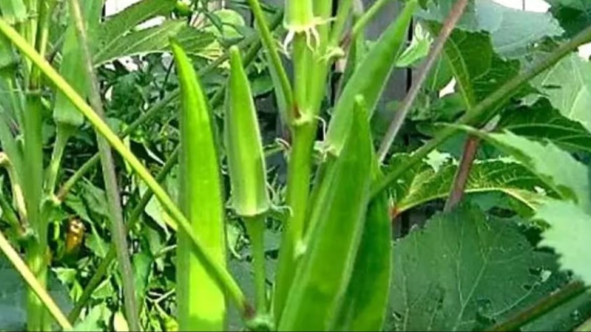 Cultivation of Lady Finger
