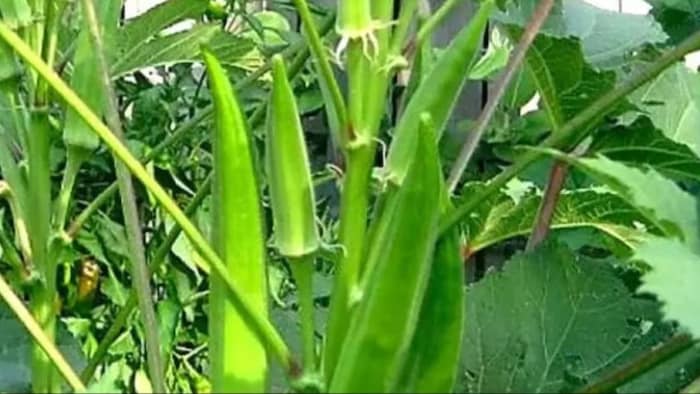 Cultivation of Lady Finger