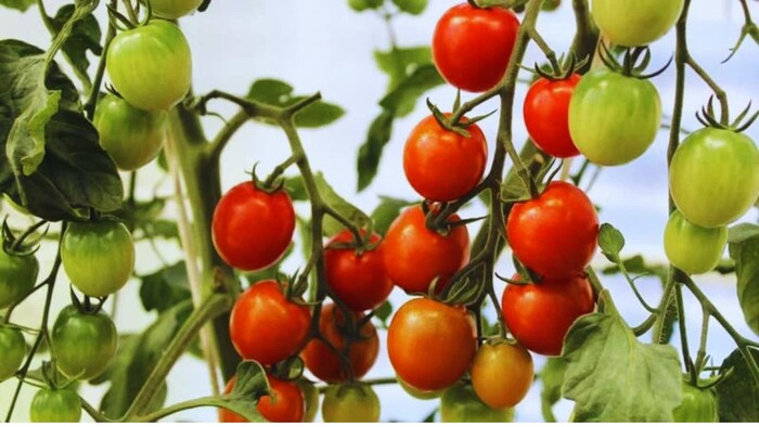 टमाटर की खेती