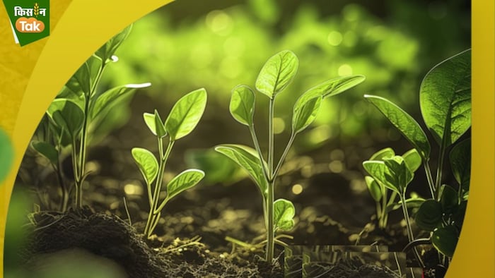 ह्यूमिविक पावर प्लस लिक्विड जमीन की भौतिक, रसायनिक एवं जैविक गुणों को बढ़ा देता है.