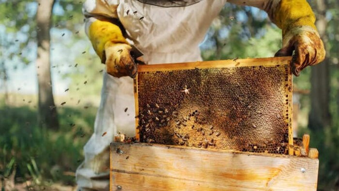 Beekeeping farmers haryana news