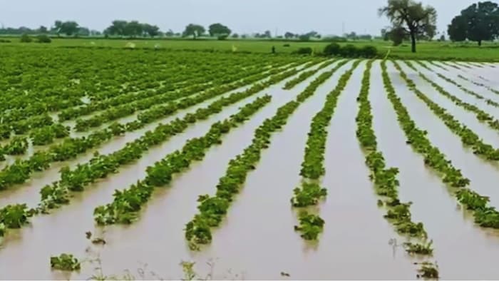 बारिश से फसलों को नुकसान