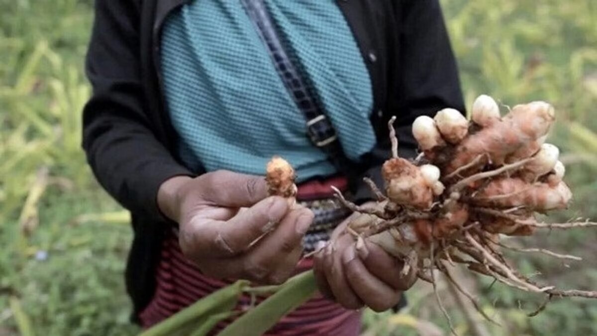 हल्दी की खेती कर कमाएं अच्छा मुनाफा