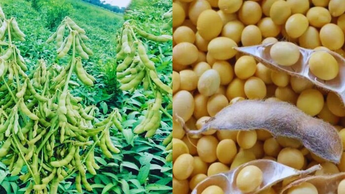 सोयाबीन की फसल पर स्टेम फ्लाई कीट