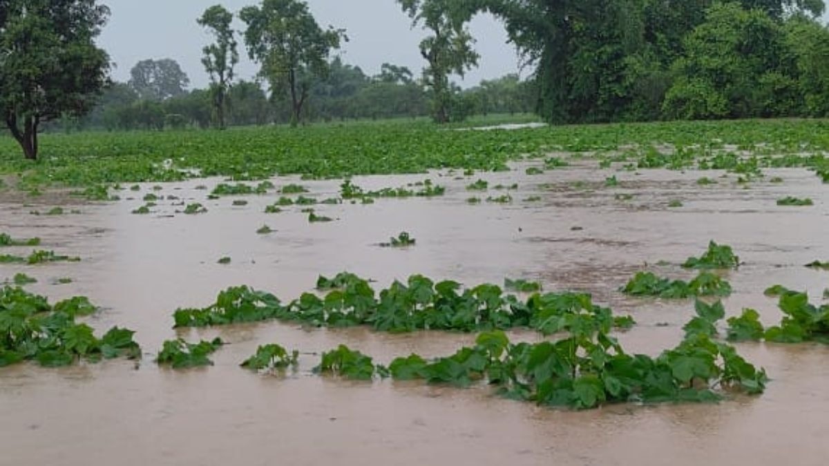 बारिश ले डूबी किसानों की उम्मीद