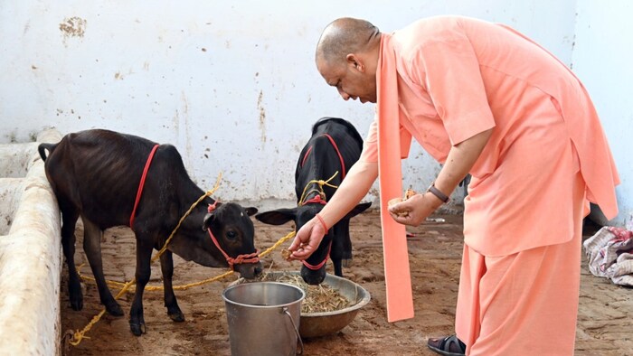 उत्तर प्रदेश में 12,35,700 निराश्रित गोवंश (File Photo)