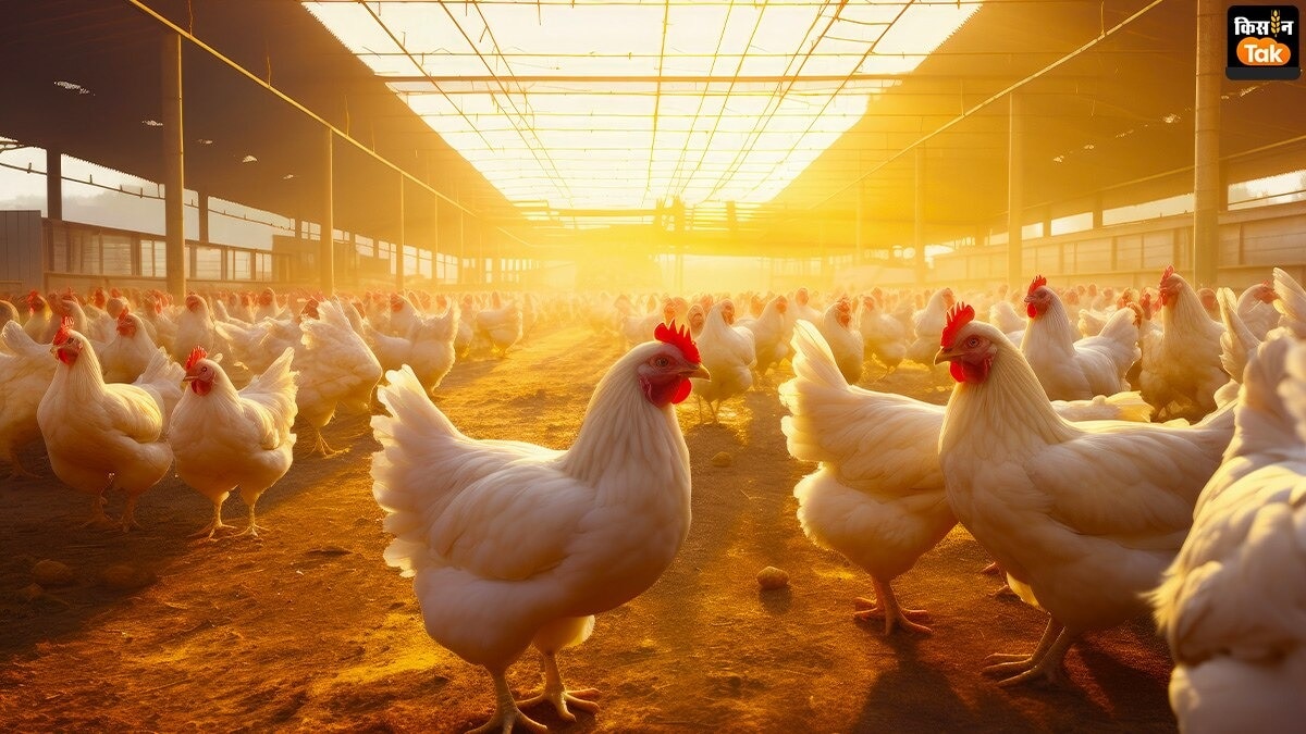 Chicken Breed named Narmada in Madhya Pradesh
