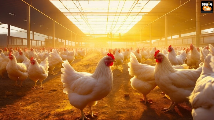 Chicken Breed named Narmada in Madhya Pradesh