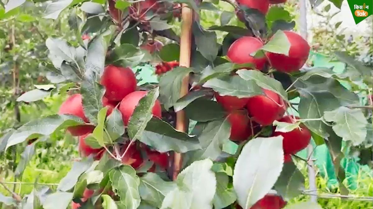 High Density Apple
