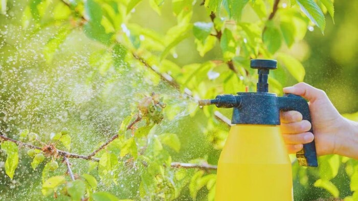 ऑर्गेनिक कीटनाशक