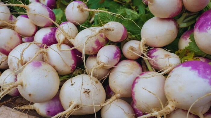 शलजम की खेती