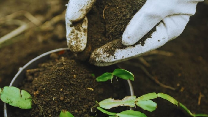 जैविक खाद के क्या हैं फायदे