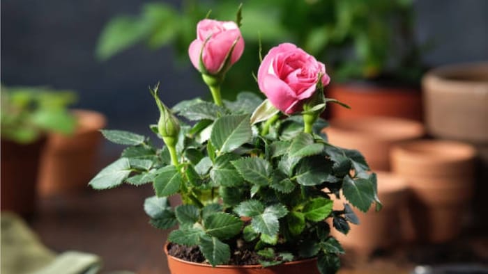 गुलाब में भर-भर के आएंगे फूल