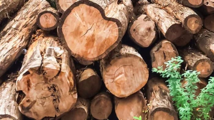 सिर्फ पेड़ नहीं, कमाई का जरिया