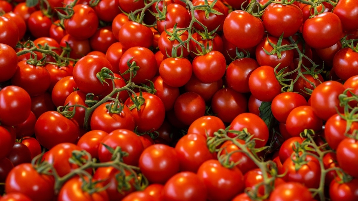 tomato farming tips  