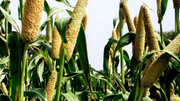 बाजरे की फसल पर कीट का खतरा