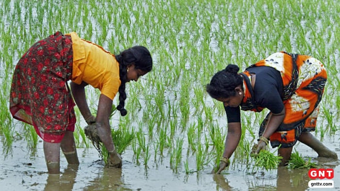 बारिश में खेती को ऐसे बचाएं (Photo Credit: Getty)