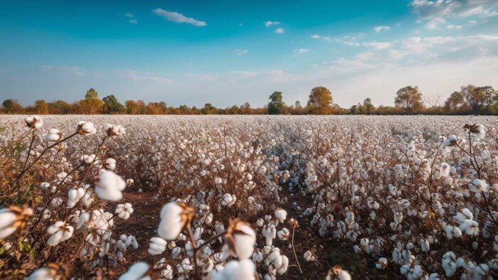 cotton import duty