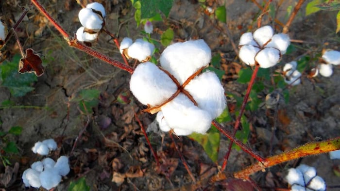 Cotton Crop Punjab