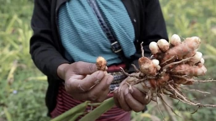 Meghalaya RTI activist alleges lack of transparency in Lakadong turmeric project, calls for investigation