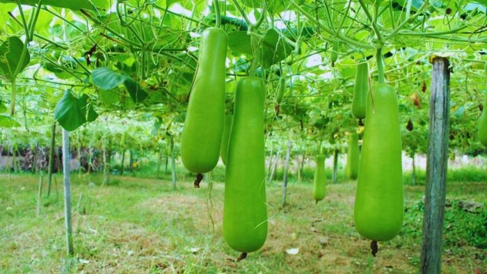 June Month vegetable farming Lauki ki kheti
