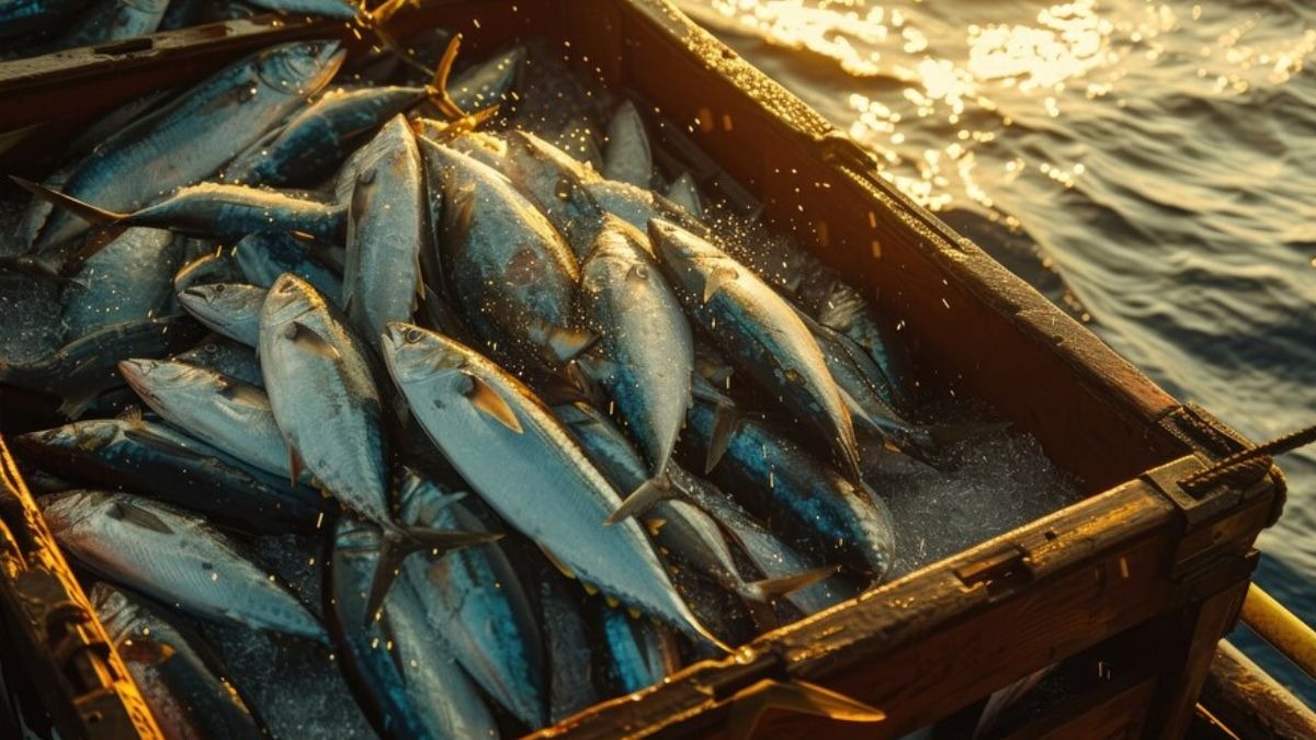 Fish farming 