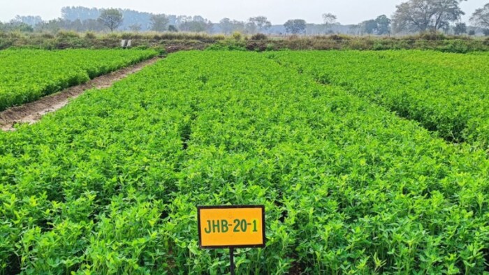 Bundel Berseem-9 (JHB-20-1)