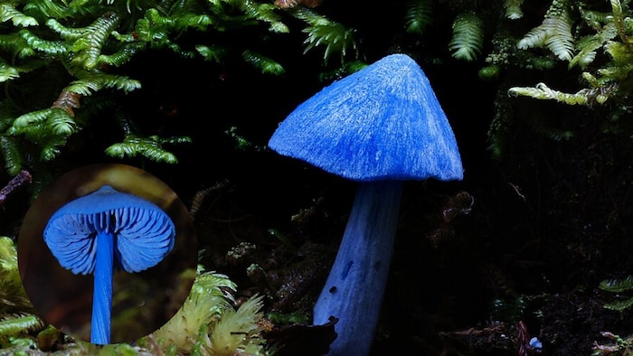 Blue Pinkgill Mushroom (Photo: Wikipedia)