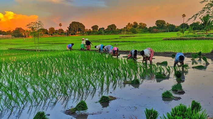 Punjab Paddy procurement