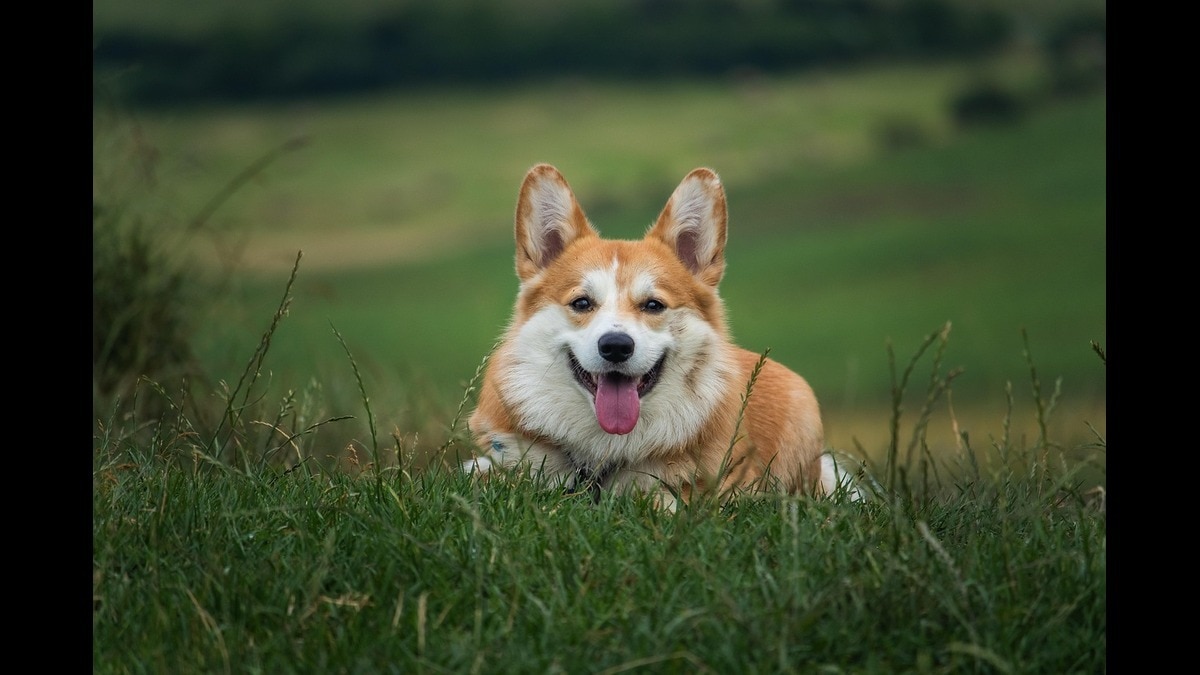 Largest dog shelter