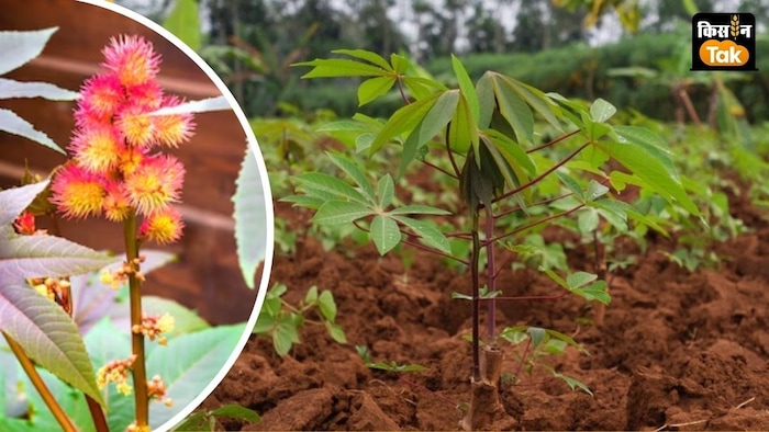 अगस्त में बारिश ने अरंडी फसल को नुकसान पहुंचाया है.