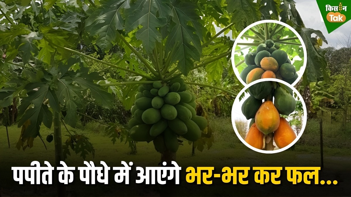 papaya plant