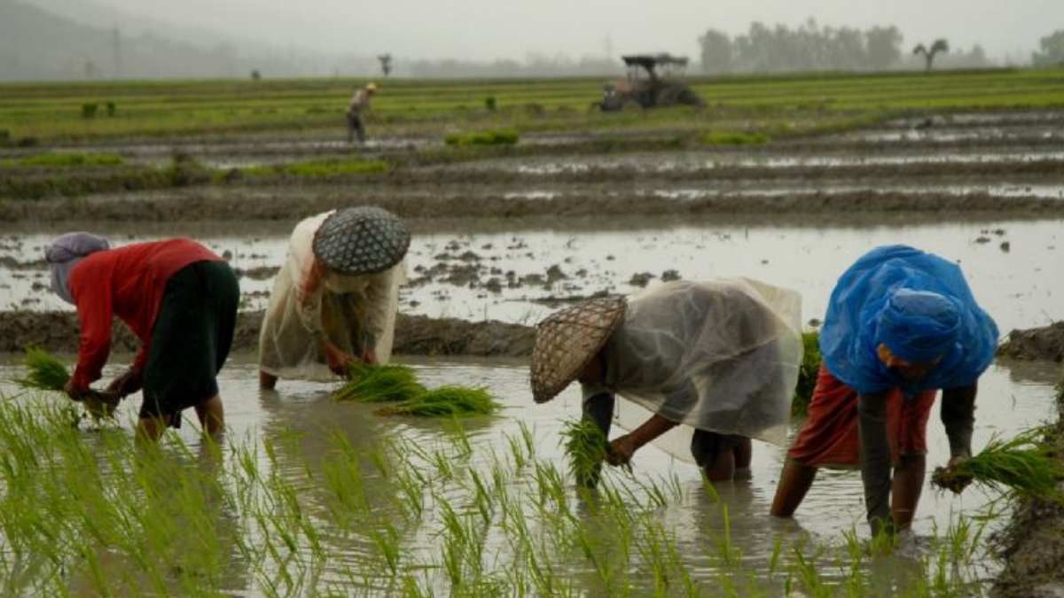 manipur farming