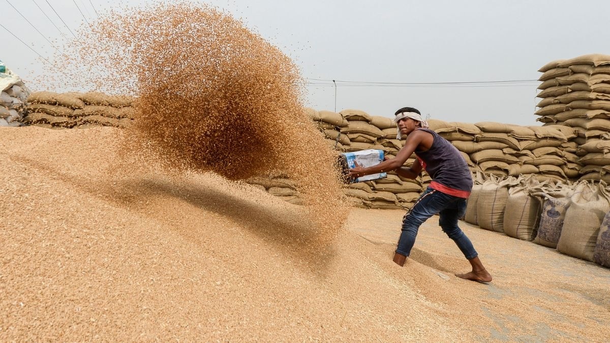 Wheat Mandi 