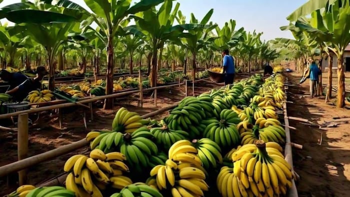 Banana Farming