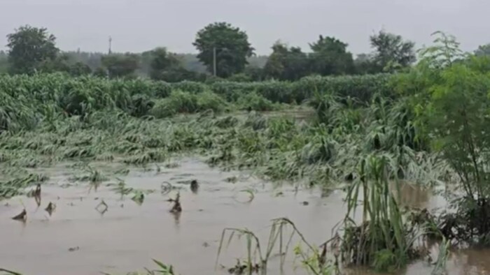 700 एकड़ में फसलें बर्बाद
