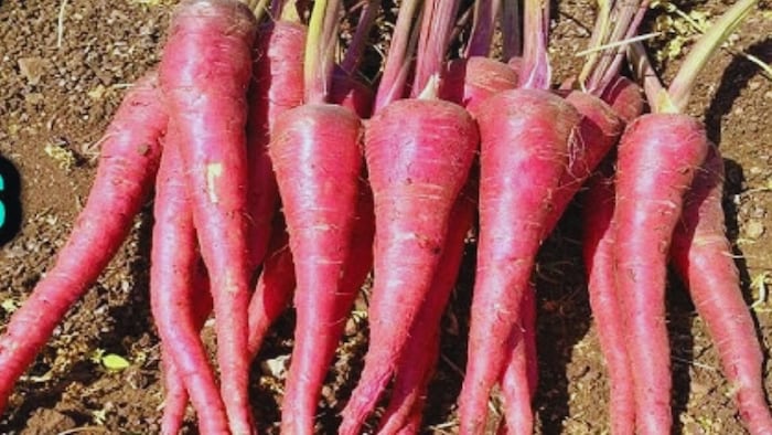 गाजर की खेती