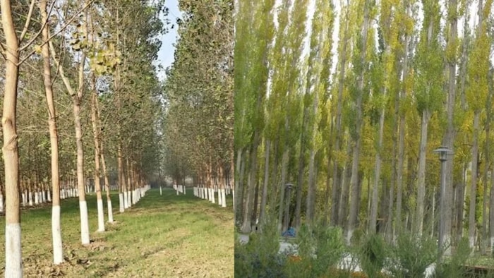 Poplar Tree Cultivation