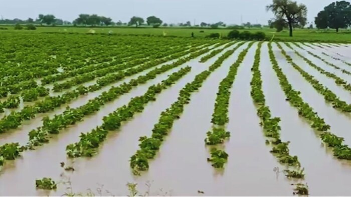 बारिश से फसलों को नुकसान