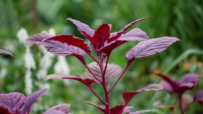 चौलाई साग की खेती